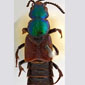Escarabajo Darwin