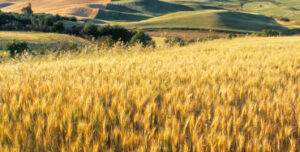 Plantación de trigo